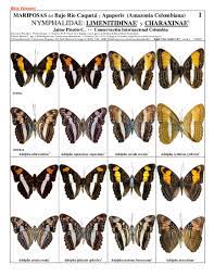 We did not find results for: Pdf Mariposas Del Bajo Rio Caqueta Y Apaporis Amazonia Colombiana Nymphalidae Limenitidinae Charaxinae Jaime Pinzon Academia Edu
