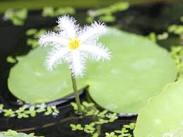 Image result for Nymphoides senegalensis