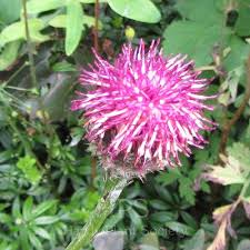 Image result for Vernonia centaureoides