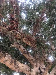 Image result for Ficus sycomorus