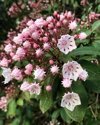 Image result for Loxogramme latifolia