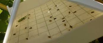 Image result for Lobesia botrana grapevine