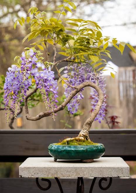 Wisteria is a deciduous bonsai that is particularly striking due to its cascading blossoms.