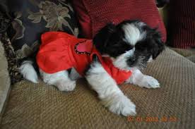 Toggle navigation call us finish adoption. Darling Akc Shih Tzu Puppies For Sale In Aberdeen North Carolina Classified Americanlisted Com