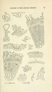 Image result for Pegolettia senegalensis