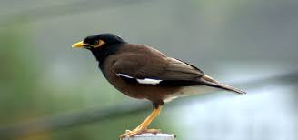 Treknature Myna Photo