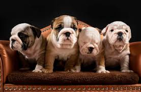 Check spelling or type a new query. Portrait Of Four English Bulldog Puppies Standing Together In Armchair Stockphoto