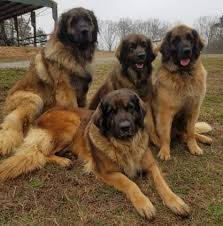 On wuuff all the puppies for sale are raised by experienced breeders who are focused on the three pillars of quality, health and love for their dogs. Shiloh Shepherd Vs Leonberger Breed Comparison Mydogbreeds