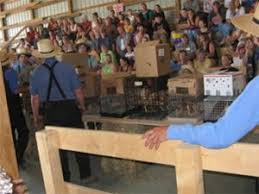 Lancaster puppies advertises puppies for sale in pa, as well as ohio, indiana, new york and other states. The Puppy Mill Project Amish Puppy Mills