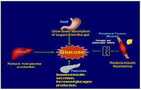Sulfonylureas lower blood glucose in patients with type 2 diabetes by directly stimulating the acute release of insulin from functioning beta gliclazide—food delays absorption of gliclazide up to 187 minutes; Effectiveness Of Fenugreek For Lowering Hemoglobin Hba1c In Patients With Self Management Of Type 2 Diabetes A Randomized Controlled Trial Intechopen