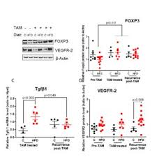 Pretam has not filled out their profile. Pdf Maternal Obesity Increases Offspring S Mammary Cancer Recurrence And Impairs Tumor Immune Response