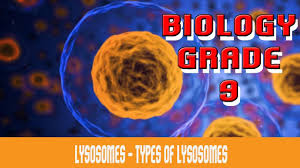 Check spelling or type a new query. The Cell Lysosomes Introduction Types Functions Are They Present In Plant Cells Part 20 Youtube