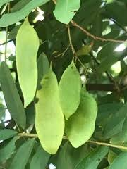 Image result for Dalbergia acutifoliolata