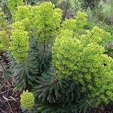 Image result for Psydrax martinii