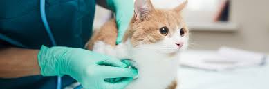 A lot of cat cancer symptoms can be illness or other diseases too. Lymphoma In Cats Atlantic Veterinary Internal Medicine