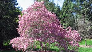 Small flowering trees zone 5 full sun. Ornamental Trees Small Hardy Trees Can Beautify Yard