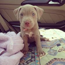 6 Week Black And White Pitbull Puppy Precious My 6 Week Old American Pitbull Terrier Her First Road Trip From Fort Smith To Little Rock Pittie Puppies American Pitbull Terrier Bully Breeds