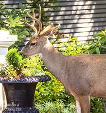 Some hollies are far more resistant to others. 10 Plants Deer Love To Eat Queen Bee Of Honey Dos