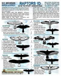 Birds Of Prey Northern Michigan Pin By J W On Swift Or Swallow Birds Of Prey Raptors Bird Backyard Birds