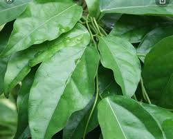 Image result for Tiliacora