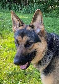 We did not find results for: 900 German Shepherds For Adoption Ideas Adoption German Shepherd Adoption Dog Adoption