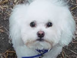 Poochon Bichpoo Do You Want A Bichon Frise Poodle Mix