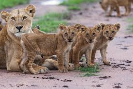 Maybe you would like to learn more about one of these? Berpetulang Mengenal Satwa Di Taman Safari Prigen Pasuruan Pesona Jatim