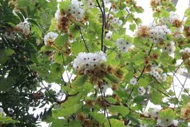 Image result for Dombeya lastii