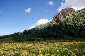 Image result for Helichrysum buchananii