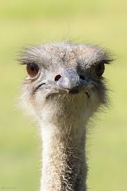 Spelled or spelt—which is correct? Pet Birds Laughing Animals Ostriches