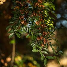 Image result for Ulmus parvifolia