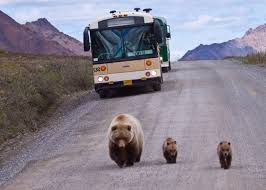 In the morning visit the university of alaska fairbanks museum featuring collections that represent over 11,000 years of cultural traditions in the north. Find More Than The Bear Necessities At Denali National Park