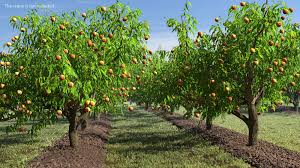 3d Peach Tree Fruits Turbosquid 1509528 Peach Trees Trees To Plant Garden Works
