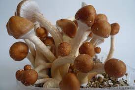 The name golden teacher derives from the magic mushroom's ability to teach. Photos Of Golden Teacher Magic Mushrooms Grow Kit Magic Mushrooms Shop Blog