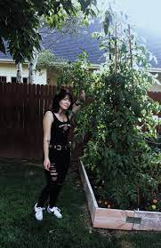 Transplant outside after danger of frost is over. My Black Krim Tomato Plant Is A Monster Gardening