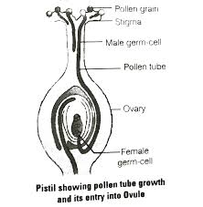 This may be useful as a printable poster for the classroom, or as part of a presentation or report. Distinguish Between Pollination And Fertilisation Mention The Site And Product Of Fertilisation In A Flower Draw A Neat Labelled Diagram Of A Pistil Showing Pollen Tube Growth And Its Entry Into The