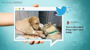 4630 martin road, cumming, ga 30041. This Picture Of An Assistant Dog Comforting A Patient At A Vet S Clinic Has Left Netizens Emotional Trending News The Indian Express