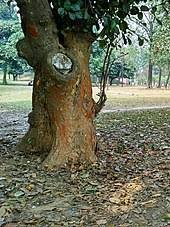 Jackfruit Wikipedia