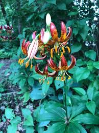 Image result for Lilium martagon `Arabian Night`