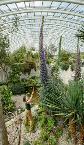 Image result for Echium