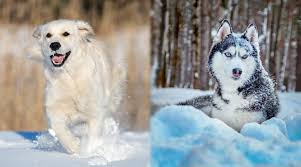 Golden Retriever Vs Siberian Husky Differences And Similarities