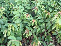 Image result for Flemingia strobilifera