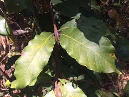 Image result for Rothmannia whitfieldii