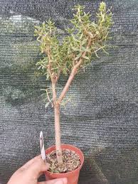 Image result for Crassula sarcocaulis