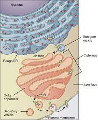 Difference Between Golgi Bodies And Mitochondria Definition Structure Function Similarities And Differences