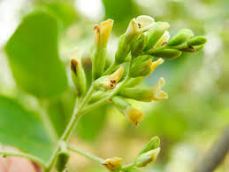 Image result for Dalbergia sissoo