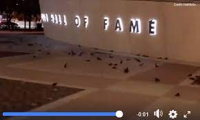 Stadium, arena & sports venue in charlotte, north carolina. 300 Birds Slam Into Charlotte S Nascar Hall Of Fame Charlotte Observer