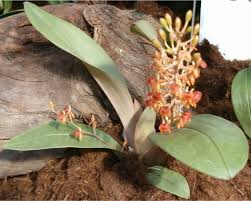 Image result for Liparis