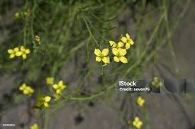 Image result for Diplotaxis tenuifolia