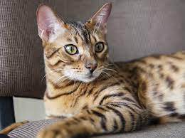 Diese Katzen Sind Fur Allergiker Geeignet Liebenswert Magazin